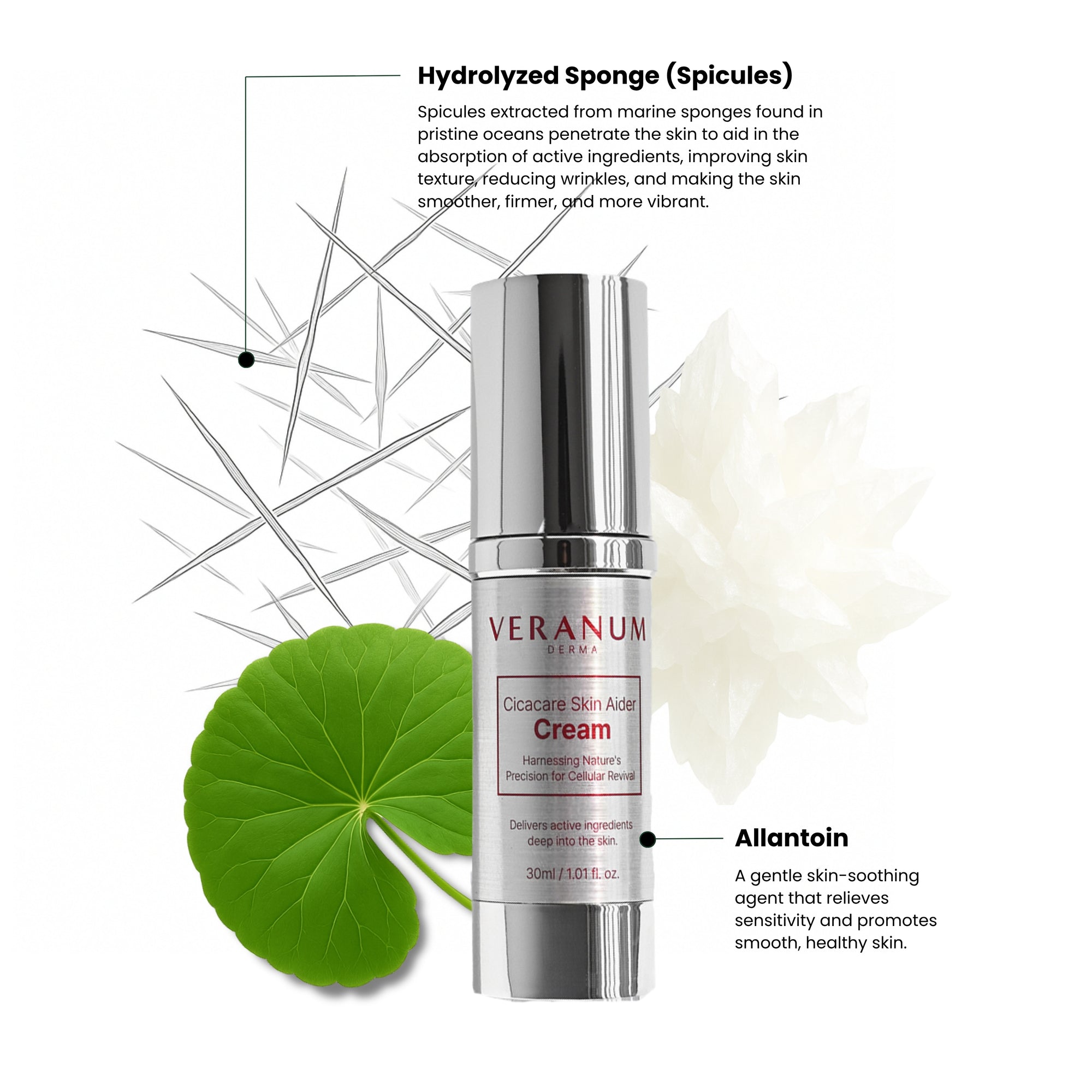 Key_ingredients_of_Veranum_Cicacare_Aider_Cream_marine_spicules_Centella_EVs_exosomes_peptides