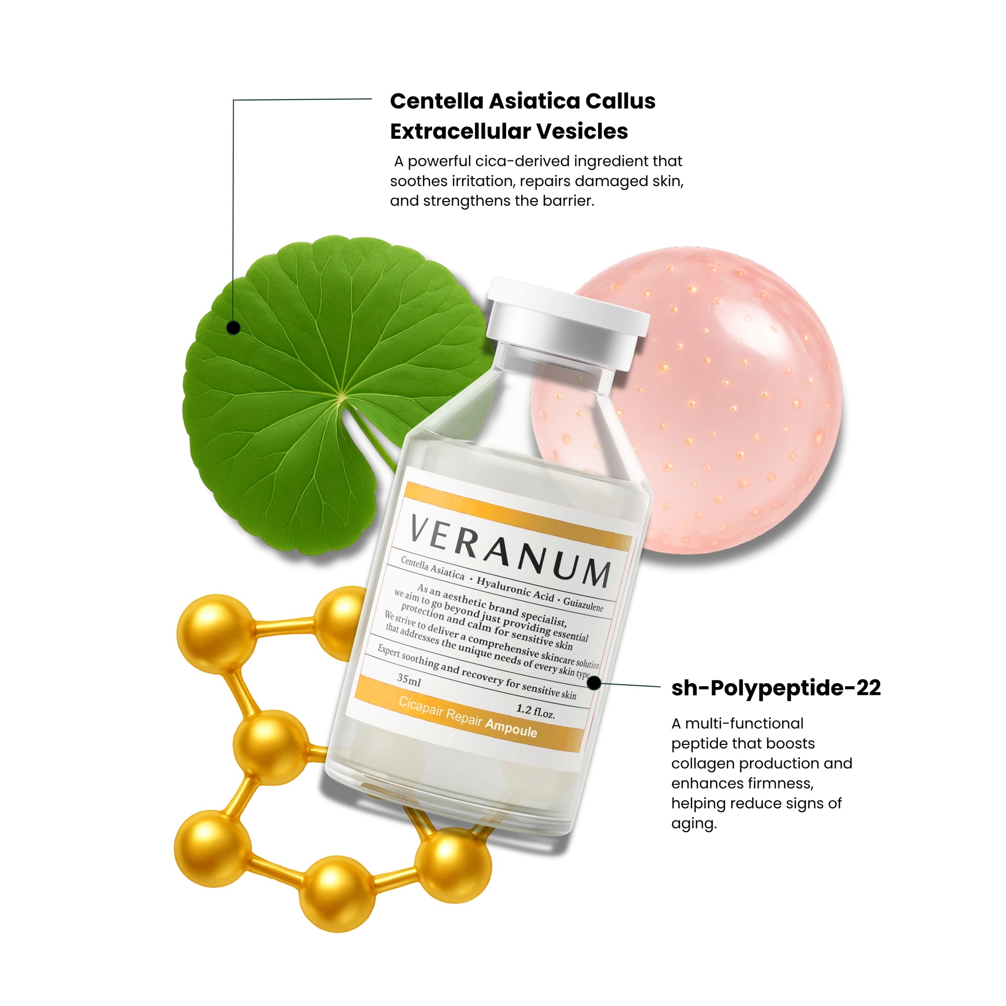 Key_ingredients_of_Veranum_Cicapair_Repair_Ampoule_Centella_EVs_collagen_peptides_hyaluronic_acid